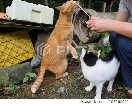 友善可愛的流浪貓 友善可愛的流浪貓 107362051