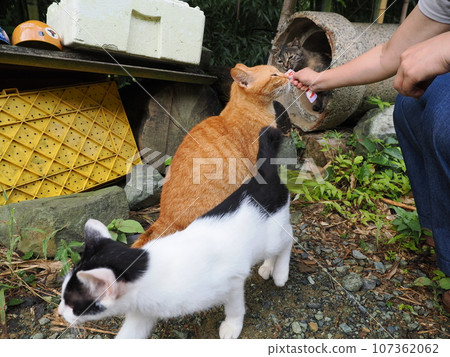 Friendly cute stray cat Friendly cute stray cat 107362062