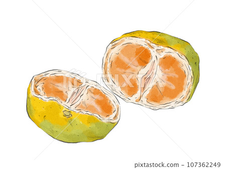 Illustration of a yellow-green mandarin orange cut in half (watercolor style) 107362249