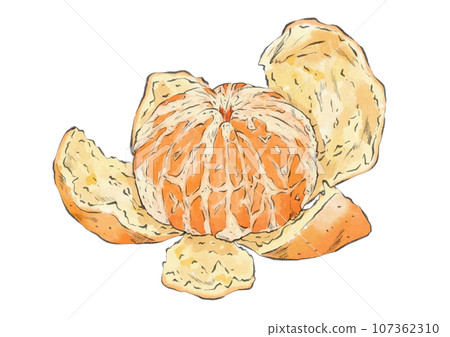 Illustration of a mandarin orange with peeled skin (watercolor style) 107362310