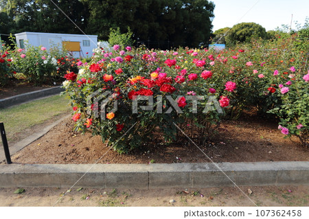 Arao City Ominous Citizen Flower Bed Rose Flower, 107362458