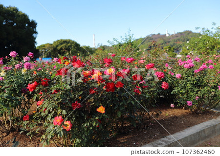 Arao City Ominous Citizen Flower Bed Rose Flower, Arao City Ominous Citizen Flower Bed Rose Flower, 107362460