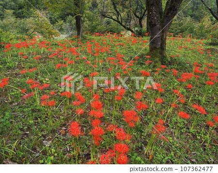Cluster amaryllis at Snow Country Botanical Garden, Nagaoka City Cluster amaryllis at Snow Country Botanical Garden, Nagaoka City 107362477