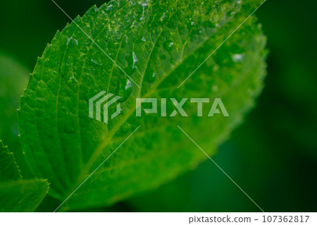 雨季,繡球花葉脈 雨季,繡球花葉脈 107362817