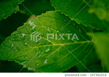 雨季,繡球花葉脈 雨季,繡球花葉脈 107362818