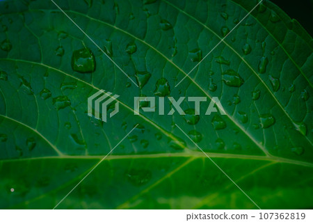 雨季,繡球花葉脈 雨季,繡球花葉脈 107362819