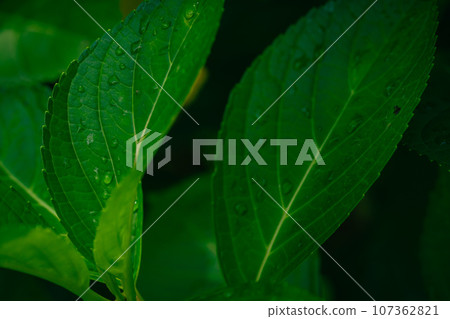 Rainy season, hydrangea flower leaf veins Rainy season, hydrangea flower leaf veins 107362821