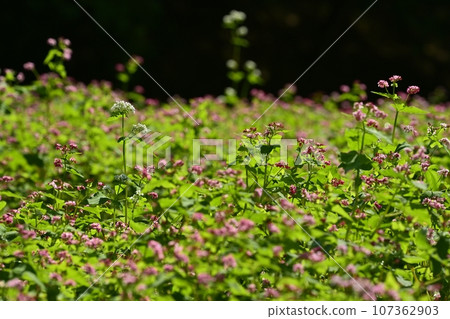 Buckwheat flower field with white flowers blooming in red Buckwheat flower field with white flowers blooming in red 107362903