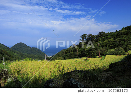 即將收成的稻穗（石部、松崎、西伊豆的梯田） 107363173