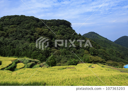 Ears of rice about to be harvested (rice terraces in Ishibe, Matsuzaki, Nishiizu) 107363203