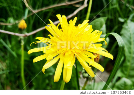 Close-up of a yellow blooming dandelion in a meadow. 107363468
