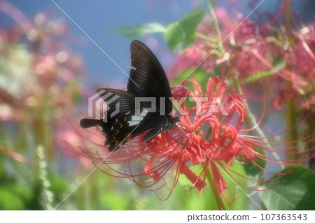 Higanki flower and swallowtail butterfly 107363543