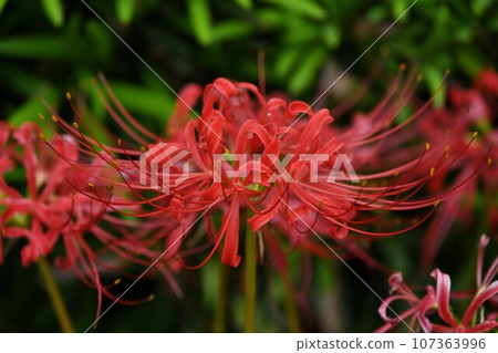Cluster amaryllis 107363996