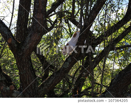 Kitten climbing a tree while playing alone 107364205