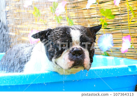 Mighty, a Boston terrier, looks cute while taking a cold shower in the pool ♡ Mighty, a Boston terrier, looks cute while taking a cold shower in the pool ♡ 107364313