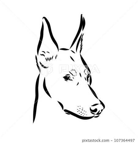 austrian pinscher vector sketch illustration austrian pinscher vector sketch illustration 107364497
