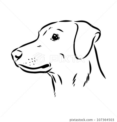 austrian pinscher vector sketch illustration 107364503