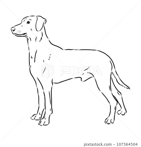 austrian pinscher vector sketch illustration 107364504