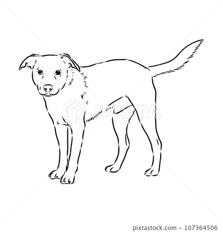 austrian pinscher vector sketch illustration austrian pinscher vector sketch illustration 107364506