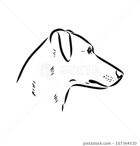 austrian pinscher vector sketch illustration 107364510