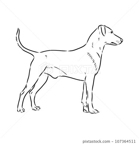 austrian pinscher vector sketch illustration austrian pinscher vector sketch illustration 107364511