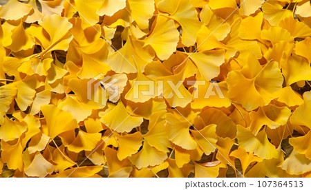 Ginkgo biloba background material, AI image 107364513