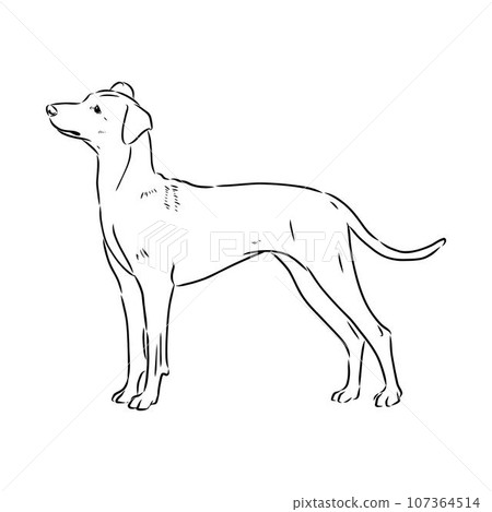 austrian pinscher vector sketch illustration 107364514