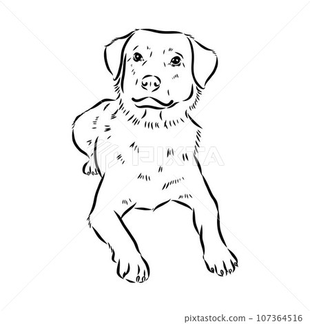austrian pinscher vector sketch illustration austrian pinscher vector sketch illustration 107364516