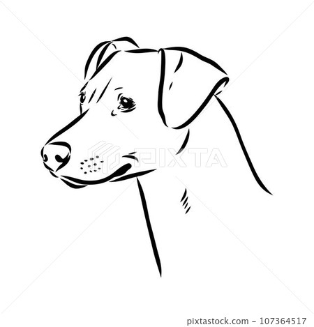 austrian pinscher vector sketch illustration 107364517