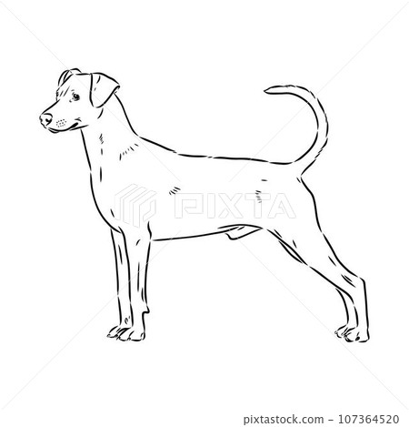 austrian pinscher vector sketch illustration 107364520