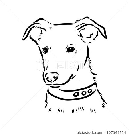 austrian pinscher vector sketch illustration 107364524