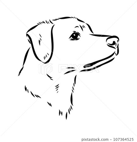 austrian pinscher vector sketch illustration 107364525