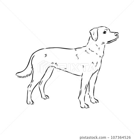 austrian pinscher vector sketch illustration 107364526