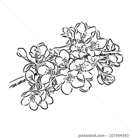 flowering branch of apple tree. Hand drawing in ink, sketch, outline. 107364563