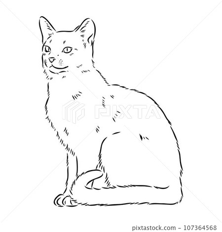 Vector outline Abyssinian Cat in black color. abyssinian cat vector sketch 107364568