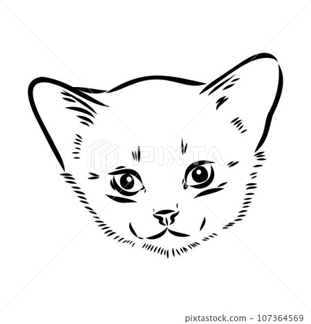 Vector outline Abyssinian Cat in black color. abyssinian cat vector sketch Vector outline Abyssinian Cat in black color. abyssinian cat vector sketch 107364569