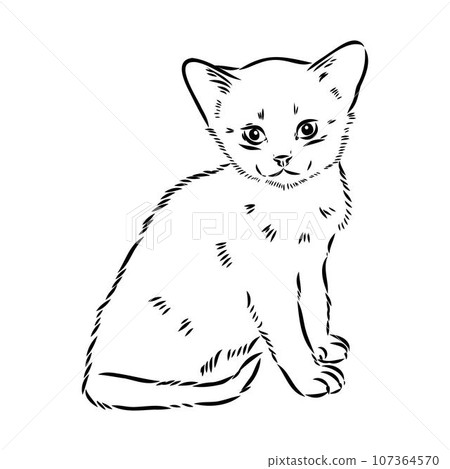 Vector outline Abyssinian Cat in black color. abyssinian cat vector sketch 107364570