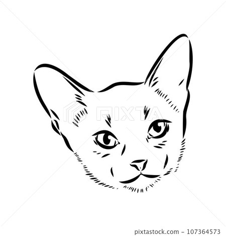 Vector outline Abyssinian Cat in black color. abyssinian cat vector sketch Vector outline Abyssinian Cat in black color. abyssinian cat vector sketch 107364573