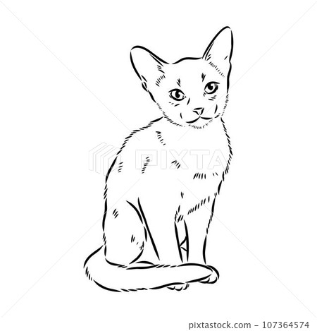 Vector outline Abyssinian Cat in black color. abyssinian cat vector sketch Vector outline Abyssinian Cat in black color. abyssinian cat vector sketch 107364574