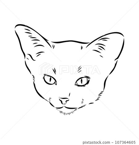 Vector outline Abyssinian Cat in black color. abyssinian cat vector sketch Vector outline Abyssinian Cat in black color. abyssinian cat vector sketch 107364605