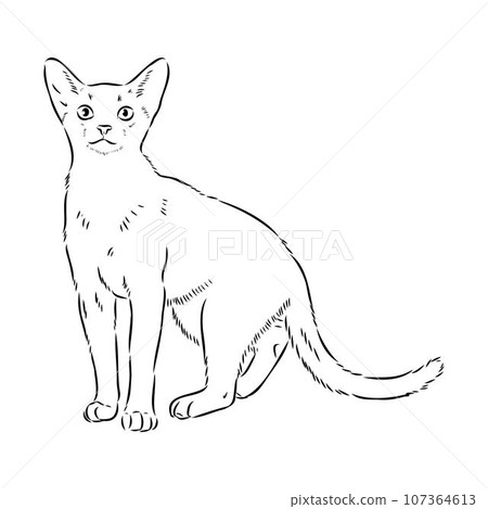 Vector outline Abyssinian Cat in black color. abyssinian cat vector sketch Vector outline Abyssinian Cat in black color. abyssinian cat vector sketch 107364613