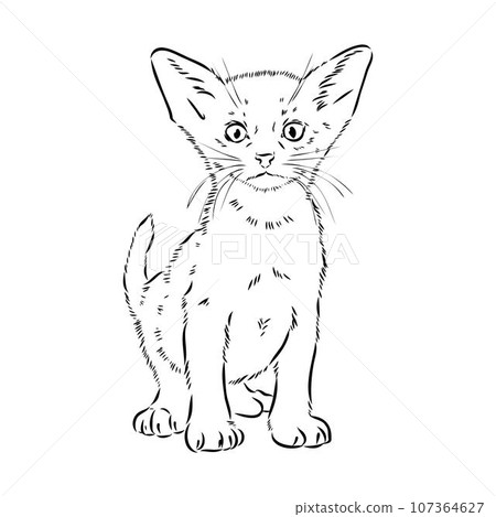 Vector outline Abyssinian Cat in black color. abyssinian cat vector sketch 107364627
