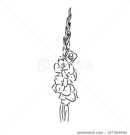 floral blooming gladiolus hand drawn vector illustration sketch floral blooming gladiolus hand drawn vector illustration sketch 107364640