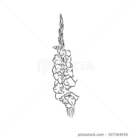 floral blooming gladiolus hand drawn vector illustration sketch 107364656