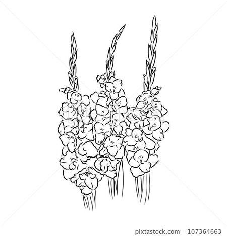 floral blooming gladiolus hand drawn vector illustration sketch floral blooming gladiolus hand drawn vector illustration sketch 107364663