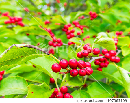 Cute red fruit of Aohada that colors midsummer 107365109