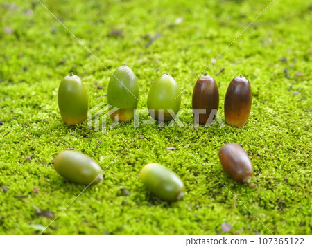 Acorn's back comparison Acorn's back comparison 107365122