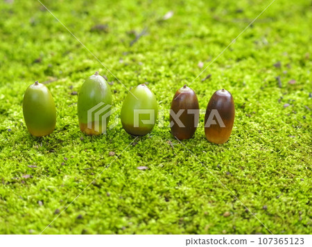 Acorn's back comparison Acorn's back comparison 107365123