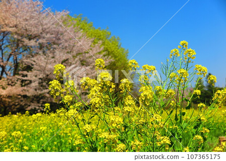 油菜花和櫻花景色5 107365175