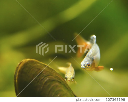 Pseudorhodeus tanago 107365196